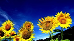 Sunflowers