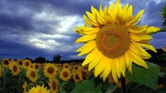 Sunflowers Austria