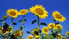 Sunflowers bloom