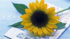 Sunflowers home still life postcards