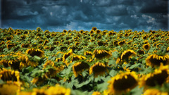 Sunflowers moar sku clouds