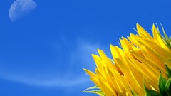 Sunflowers moon blue skies