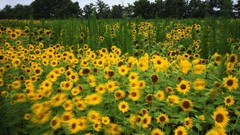 Sunflowers motion illinois