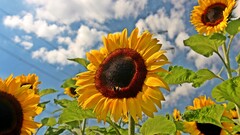 Sunflowers nature clouds Plants Flowers yellow flowers