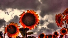 Sunflowers Photo manipulation