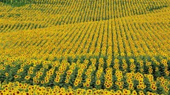 Sunflowers Spain fields