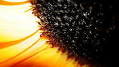 Sunflowers sunflower