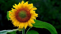 Sunflowers sunflower