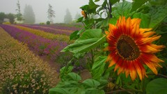 Sunflowers Washington