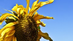 Sunflowers yellow flowers