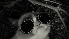 Sunglasses post John Lennon grumpy cat grumpy awsome