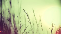 Sunlight bokeh autumn wheat