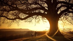 sunlight digital art bench Trees landscape tree trunk