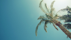 Sunlight palm trees blue