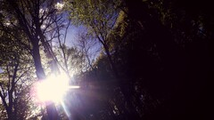 sunlight Trees nature outdoors