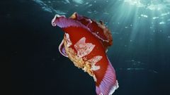 Sunlight underwater Nudibranchia