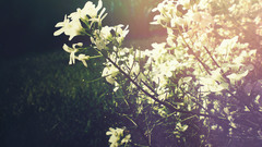 Sunlight white flowers