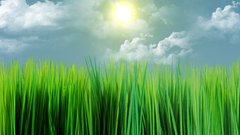 Sunny grass cluds widescreen