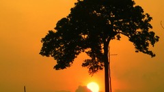 Sunrise amazon Rainforest
