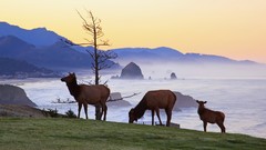 Sunrise Animals Oregon elk rocks Parks state