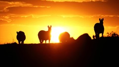 Sunrise Animals silhouettes zebras sunlight