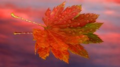 Sunrise autumn maple-leaf