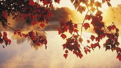 Sunrise autumn mist