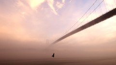 Sunrise Birds Canada vancouver Bridges