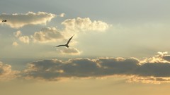 Sunrise Birds skyscapes