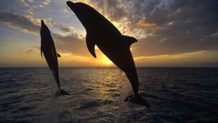 Sunrise Dolphins honduras