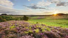 Sunrise England national park forests heather