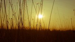 Sunrise fields power grid