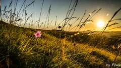 Sunrise Flowers grass hills