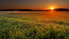 Sunrise Flowers grass sun plain skies