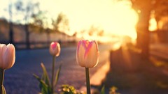 Sunrise Flowers tulips