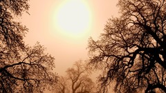 Sunrise fog dark California