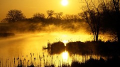 Sunrise fog Trees reeds lakes golden