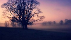 Sunrise fog Trees winter android