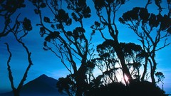 Sunrise giant heather