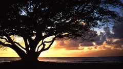 Sunrise Landscapes nature