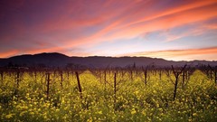 Sunrise Landscapes nature