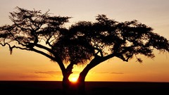 Sunrise Landscapes nature