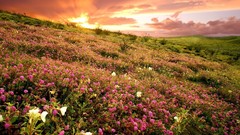 Sunrise Landscapes nature Flowers