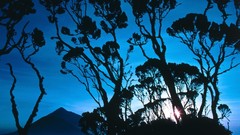 Sunrise Landscapes nature Trees