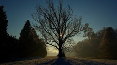 Sunrise Landscapes Trees