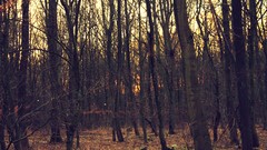 Sunrise leaves nature Trees cross Parks