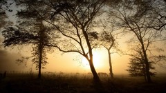 Sunrise Mountains Horses national park Tennessee