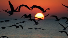 Sunrise nature Birds