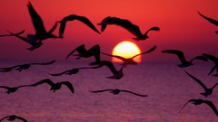 Sunrise nature Birds flying