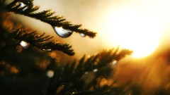 Sunrise nature bokeh water drops depth of field